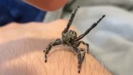 Ovaj pauk ne bi uplašio ni one što imaju fobiju: Da li ste znali da se "najstrašniji insekti" maze?