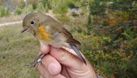 Retka vrsta ptice prvi put uhvaćena u Srbiji: Nagađa se da je zalutala ili su je doneli vetrovi