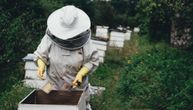 Svaki treći zalogaj u ishrani dugujemo njima: Ogroman broj pčela uginuo zbog pur pene u košnicama