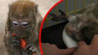Uginula Cica, koja je starost dočekala u Beo zoo vrtu: Džeparila je ljude, ali svi su je voleli