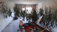 Kragujevčanka (53) na porodičnom imanju uzgajala marihuanu: Policija u kući pronašla čitav "biznis"
