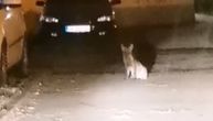 Uobičajena slika u zrenjaninskom naselju: Lisice slobodno šetaju ulicom, dolaze tu da jedu