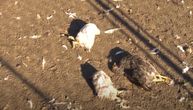 Vračarevići u dvorištu zatekli 15 zaklanih kokošaka: "Imamo decu, mogu da napadnu. Nije prvi put"