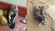 Neobična scena koja će rastopiti svako srce: Majmun i psić postali prijatelji