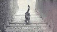 Mačka hoda uz ili niz stepenice? Vaš odgovor upravo krije način na koji posmatrate svet oko sebe