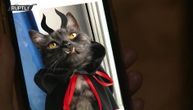 Pravi dobrotvor u telu vampira: Mačak Gru pomaže ugroženim psima