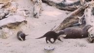 Dve bebice došle su na svet u Beo zoo vrtu: Male slatke vidre vršljaju po pesku, njuškaju i kopkaju