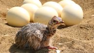 Nojevo jaje menja 25 kokošjih: Lozničani napravili prvi inkubator za jaja, na pomolu velika farma