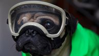 Toliko je sladak da ćete se istopiti: Terapijski pas Harli sa maskom protiv koronavirusa