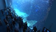 Podvodni tuneli sa pingvinima uz kaficu: Zaronite 20.000 milja pod morem u magični luksuz hotela