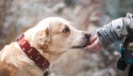 Pas vas nikad neće lagati: 6 znakova koji ukazuju na to da vaš ljubimac ima poverenje u vas