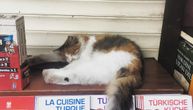 Mačke u Istanbulu: Najumiljatiji lokalci na biseru Bosfora
