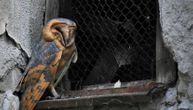 Krivična prijava protiv muškarca u Jagodini zbog držanja ptice u kavezu: Radi se o zaštićenoj vrsti
