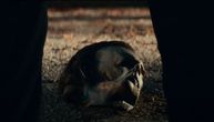 Nastavlja se teror Majkla Majersa: Džejmi Li Kertis u jezivom tizer trejleru za "Noć veštica ubija"