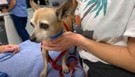 Pas vraćen vlasnicima nakon 6 godina potrage: Pogledajte toliko čekani susret