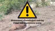 Najjeziviji urlici upomoć: Leopard ščepao bebu bivola, majka se borila, ali...