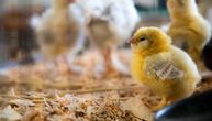 Ptičji grip uzeo maha u SAD: Zbog jedne životinje uništavaju jata, skače cena mesa