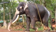 Slon u Ugandi ubio turistu: Čoveku nije bilo spasa