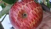 Ovakvu jabuku još niste videli: Dejan je samo hteo da je zaštiti od glodara, a dobio je unikat