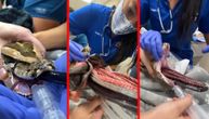 UZNEMIRUJUĆE: Piton umesto plena progutao ogromno ćebe, veterinari ga satima izvlačili