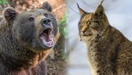 Ljudi odlaze, zveri osvajaju prirodu u Srbiji: Za 8 godina broj medveda 5 puta veći, sve više risova
