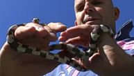 Zubar iz Niša sakuplja smukove i belouške, voli da se "poigra" sa zmijama, a neke je donosio i kući