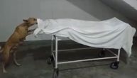 Horor u indijskoj bolnici: Snimljen pas lutalica kako jede telo devojčice (12) u mrtvačnici