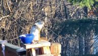 Hit snimak pijane veverice postao viralan: Najela se fermentisanih krušaka
