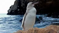 Vodič slučajno pronašao retkog belog pingvina na Galapagosu