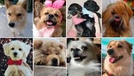 Prva online izložba pasa u Srbiji: U toku je prijava najlepših ljubimaca, a ovo su fotke i nagrade