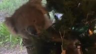 Preslatko i samo u Australiji: Pronašli koalu kod jelke umesto Deda Mraza