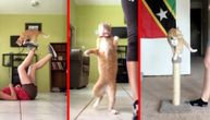 Ova mačka je disciplinovana kao vojnik, preskače prečke i hoda po naređenju