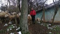 Albanac oživeo zaboravljeno srpsko selo: Doveo preko 300 ovaca i jaganjaca u mesto sa 20 staraca