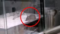 Skandal u industriji brze hrane: Video pacova u kineskom restoranu doveo inspekciju, kaznu i katanac