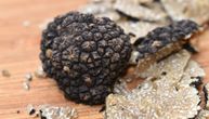 Serbian Ministry of Environment announces: Almost 80 kilograms of truffles are for sale