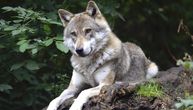 Potraga za vukom u Kanadi traje već danima: Čopor pobegao nakon misteriozne provale zoo-vrta