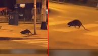 Snimak neobične živuljke na pešačkom frapirao i Beograđane: "Video sam ja to i u Mirijevu"
