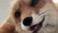 Džuniper je lisica koju prati tri miliona ljudi, ima svoj sajt i obožava da se svađa