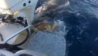 Jeziv snimak ajkule kako je ščepala kornjaču: Kao da je zapomagala i molila ribare da je spasu