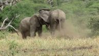 Koliko se samo prašine digne kada se pokače slonovi: Tuča koja će vas nasmejati do suza