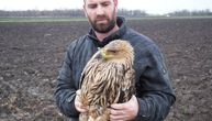 Exhausted young Eastern imperial eagle rescued near Prigrevica: Poisoning is suspected