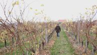 Za vinogradare iz srpske Toskane nema odmora, ali godišnja zarada od vina je više nego primamljiva