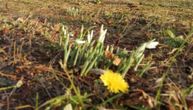 Priroda se zbunila: Usred januara vrt u Grockoj izgleda kao da je stiglo proleće