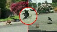Okršaj jedne majke i gladne vrane: Predator joj je kljucao mladunče, pa je u zečici proradio gnev