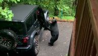 Urnebesni snimak medveda koji pokušava da ukrade kola komšijama: Ovo sigurno nikada niste videli