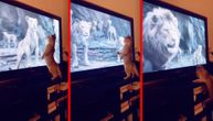 Da li je ovo Simba: Mačak verno pratio animirani crtani, pa se toliko uplašio da je pao sa komode