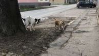 Vlasnik opasnih pasa iz Subotice ne mari za komšije: Pušta ih na ulicu, oni jure prolaznike