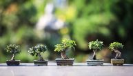 Kako da uspešno gajite bonsai drvo: Saveti za negu popularnih minijatura