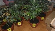 Otkriven najveći zasad marihuane u užičkom kraju: Policija našla 1.500 stabljika u plasteniku