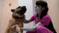 Na poruci oko vrata samo je pisalo "uspavajte ga": Veterinar spasao psa od eutanazije